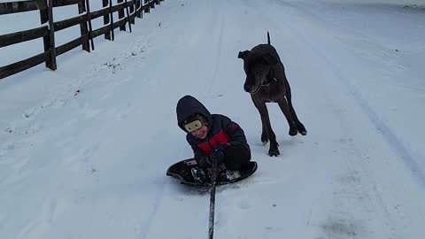 Playful Pup Causes Kid to Spill From Sled