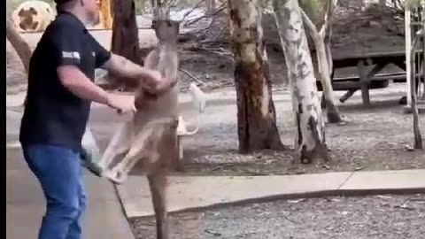 Man vs kangaroo....The ultimate funny battle 🤣 😆