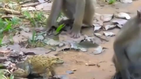Funny Monkey vs Frogs 😂🤣 #shorts #funny #viral