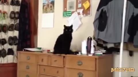 3 Minutes of a Ragdoll Cat Being a Ragdoll Cat