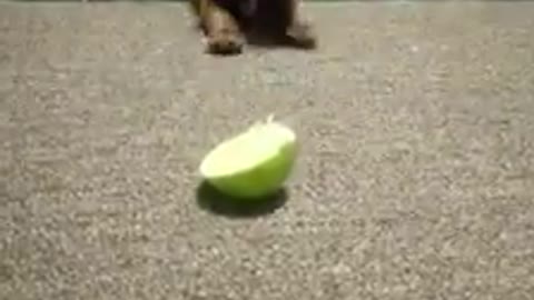Puppy Verses a Lime