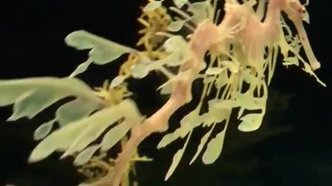 The leafy seadragon.