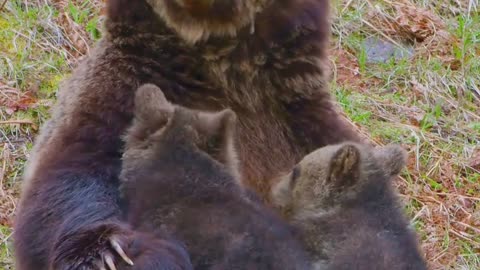 Mother Bear Teaches Cubs to Fish | BBC Earth