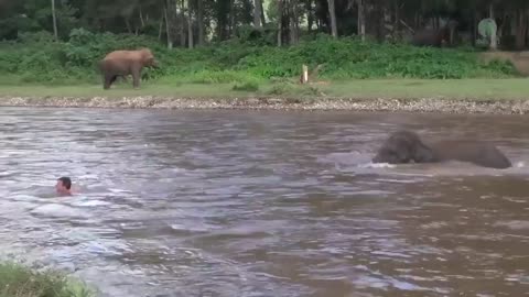 This baby elephant thought he was drowning and rushed to save him ❤️