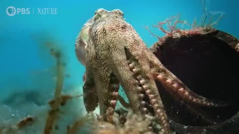 Spy Octopus Helps Friend Hide From Shark