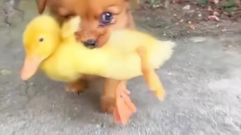 I bet this is the most adorable thing you'll see today😍🐶🦆