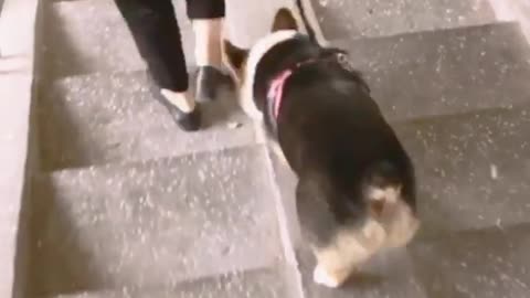 Short legged corgi dog with big, super adorable butt, shaking butt on the walking stairs