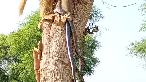 O my god! Monkey Asha vs Snake real fighting #monkeygroup #babymonkey