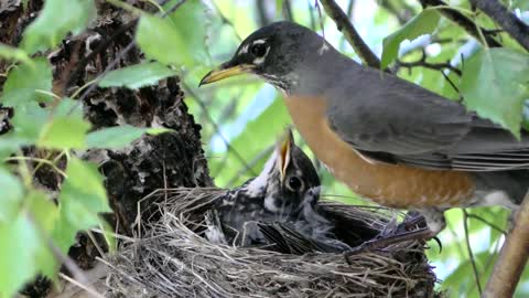 Cute bird , bird feeding their child
