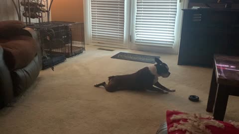 Duncan the Boston Terrier Loves Scooting Around Carpet