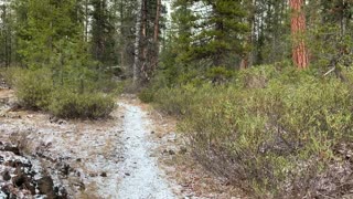 Hiking the Forest – Central Oregon – Edison Sno-Park – 4K