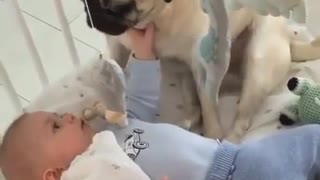 Baby play with dog