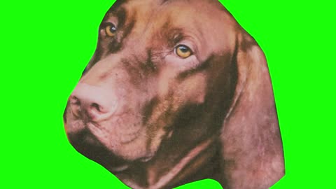 DogHead paper create animals green screen video #adobepremierclip #animation