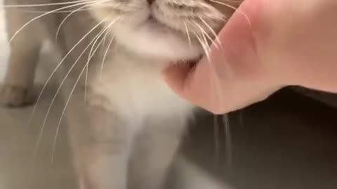 A cute kitten
