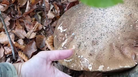 Giant autumn mushroom Porcini