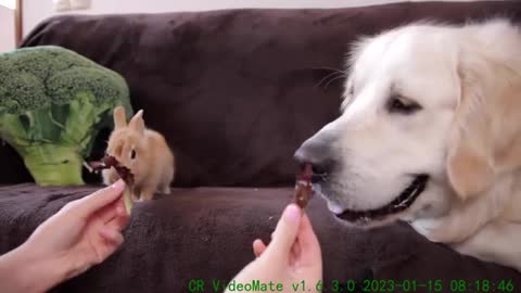 ASMR Funny Dog and Cute Rabbit Eat Together