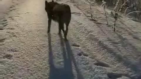 A dog on the snow