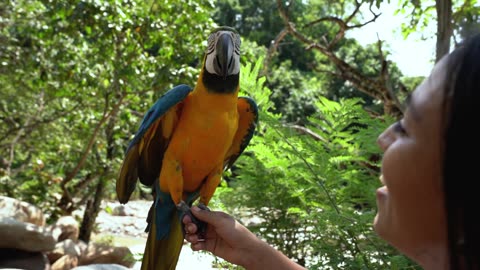 Parrot 🐦