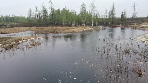 Nature of Novy Urengoy in Russia