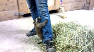Rescued Baby Raccoon Loves Climbing Owner's Leg