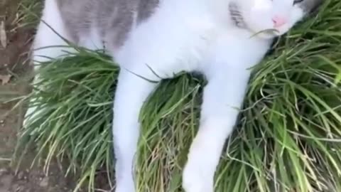 Funny cat videos|Funny animal videos|Funny videos|Hilarious pet videos