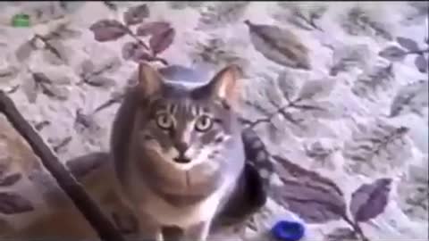 How cats sound is différent countries