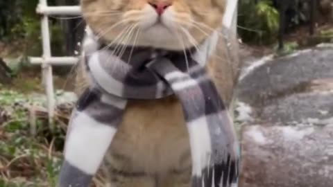 Beautiful Cat Outside While It's Snowing