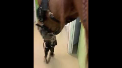 Cute And Funny Horse Videos Compilation cute moment of the horses - Funny Horses #1