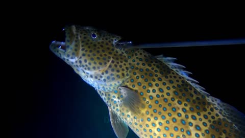 NIGHT SPEARFISHING EPISODE 65 | FISH HUNTING AT NIGHT