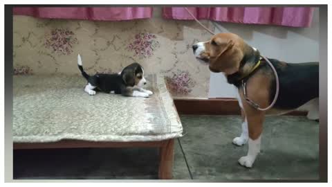 Leo & Lilly's deep conversation _Leo The Beagle-rumble