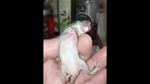 🐀 Feeding Orphaned Rat Pups 🐀