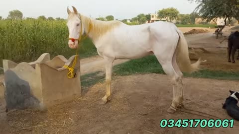 Horse For Sale | Nukra Breedar horse