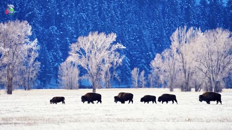 Snowy Wildlife Spectacles: Amazing Encounters in the Cold