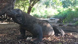 Again Komodo dragon swallows wild boar