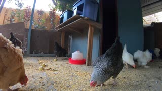 Backyard Chickens Relaxing ASMR Video Squirrels Sounds Noises Hens Clucking Roosters Crowing!
