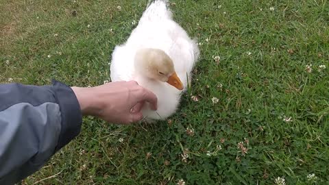 Scritches in the rain