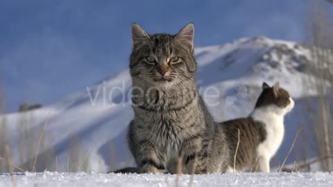 Beautiful cats in the snow
