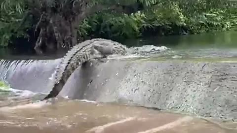crocodile jumping run fast fast