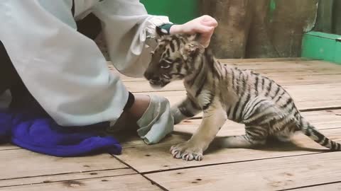Clean up a tiger cub