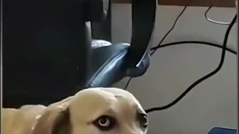 Cute Dogs Reaction/Short videos/WhatsApp status/Full screen status.