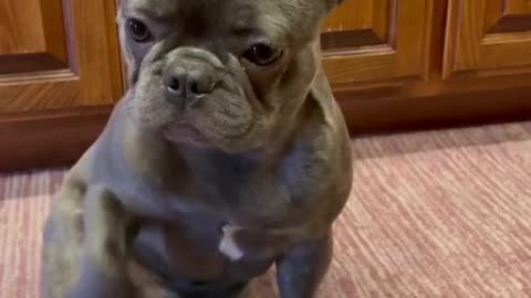 cute dog videos