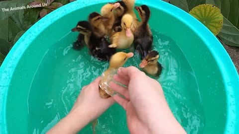 Animals_SOO_Cute!_Baby_Duck_Washing_-_Ducklings