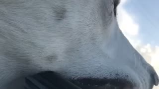 Husky Car Ride