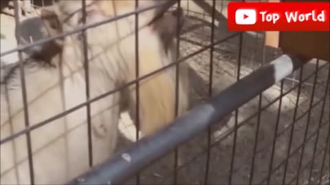 Goats Screaming Like Humans, Try Not to Laugh 🐐 😲 😀 😂 🤣 2024Compilation