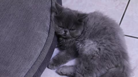 One of the MOST LOVED cat breeds is the exotic shorthair.