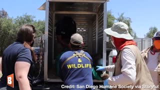 Young Orphaned Bears Rescued, Rehabilitated, then Released in the Woods