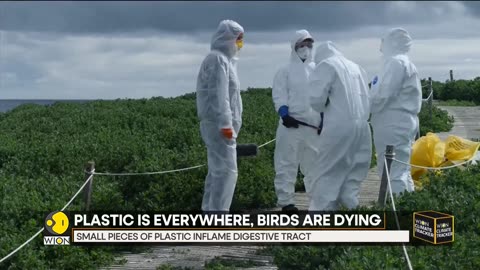 'Plasticosis'- A new disease found in seabirds - WION Climate Tracker - English News