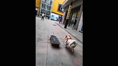 Watch this dog skateboard better than you can!