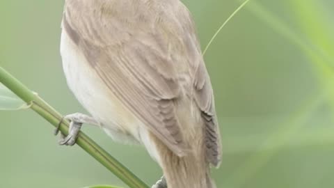 BIRD SOUNDS in SLOW MOTION, Great reed warbler singing