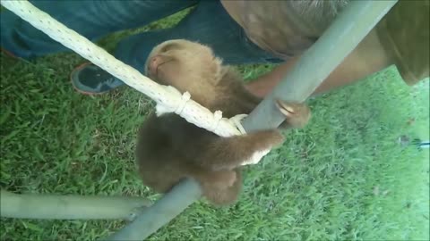 "Baby Sloth - Funniest Video Compilation"